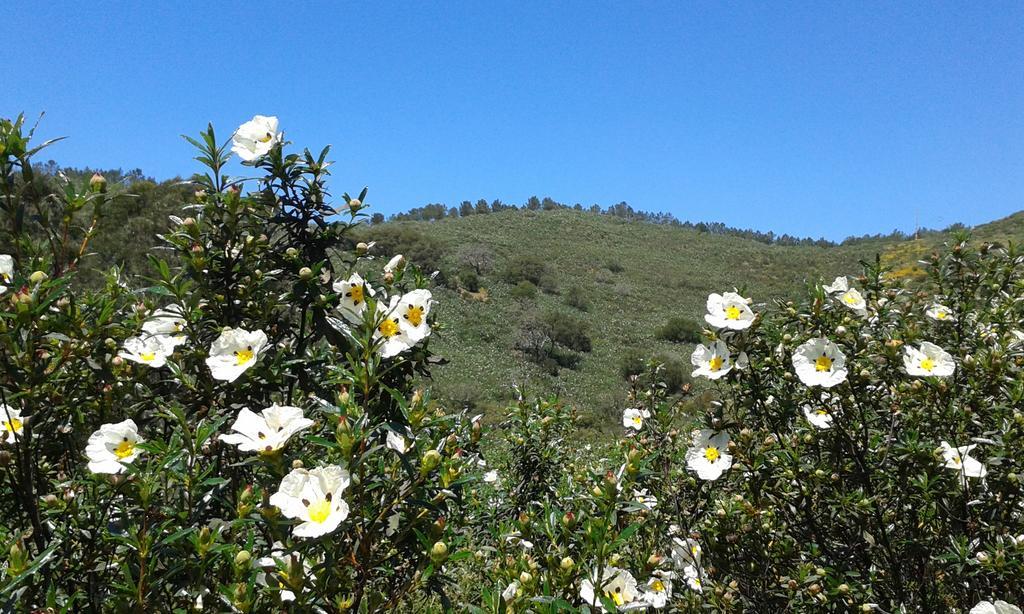 Monte Da Vilarinha كاراباتيرا المظهر الخارجي الصورة