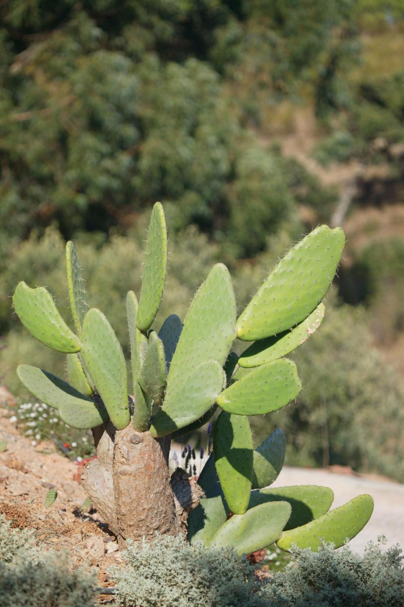 Monte Da Vilarinha كاراباتيرا المظهر الخارجي الصورة